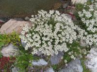 Edelweiß am Berghotel Schatzalp
