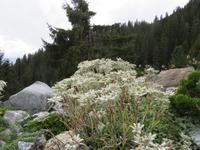 Edelweiß am Berghotel Schatzalp
