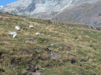 Zermatt - Talfahrt vom Kleinen Matterhorn - Schwarznasenschafe