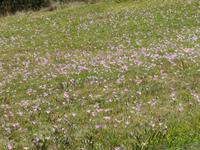 Zermatt - Wanderung von Furi zurück nach Zermatt - Herbstzeitlose in voller Blüte