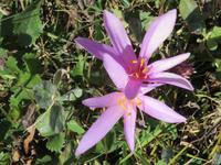Zermatt - Wanderung von Furi zurück nach Zermatt - Herbstzeitlose in voller Blüte
