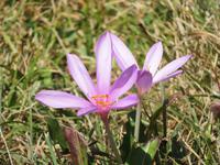 Zermatt - Wanderung von Furi zurück nach Zermatt - Herbstzeitlose in voller Blüte