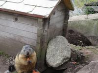 Fahrt zur Schwägalp - Stopp auf dem Grimselpass - Murmeltiergehege