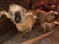 Zermatt - Matterhorn Museum (Walliser Schwarznasenschaf)