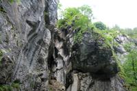 Baumwuchs an steilen Wänden