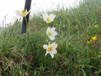 Alpenanemonen auf dem Briezer Rothorn