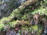 Furka-Dampfbahn - Stopp an der Station Furka - Alpenrosen