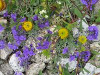 Furka-Dampfbahn - Stopp an der Station Furka - bunte Alpenblumen