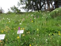 Auf der Schynigen Platte - Besuch im Alpengarten