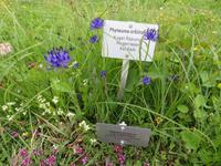 Auf der Schynigen Platte - Besuch im Alpengarten - Herrliche Blütenbracht