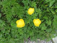 Auf der Schynigen Platte - Besuch im Alpengarten - Herrliche Blütenbracht - Trollblumen