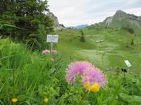 Auf der Schynigen Platte - Besuch im Alpengarten - Herrliche Blütenbracht