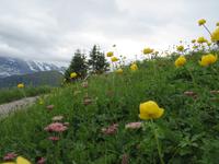 Auf der Schynigen Platte - Besuch im Alpengarten - Herrliche Blütenbracht
