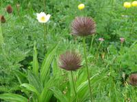 Auf der Schynigen Platte - Besuch im Alpengarten - Alpenanemonen