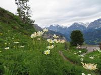 Auf der Schynigen Platte - Besuch im Alpengarten - Herrliche Blütenbracht