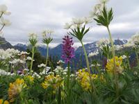 Auf der Schynigen Platte - Besuch im Alpengarten - Herrliche Blütenbracht
