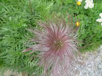 Auf der Schynigen Platte - Besuch im Alpengarten - der Samenstand der Alpenanemonen