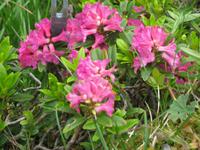 Auf der Schynigen Platte - Besuch im Alpengarten - Alpenrosen
