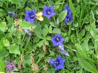 Auf der Schynigen Platte - Besuch im Alpengarten - Enzian