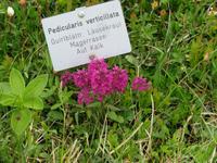 Auf der Schynigen Platte 