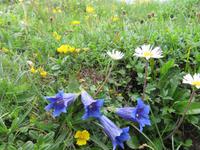 Auf der Schynigen Platte - Enzian und Mageritten 