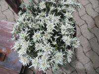 Auf der Schynigen Platte Edelweiß