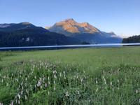 Morgenstimmung am Silser See