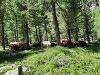 Pferdekutschfahrt ins Val Roseg