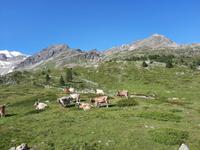 Fahrtimpressionen mit dem Bernina-Express 