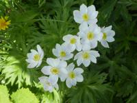 Schynige Platte Alpengarten