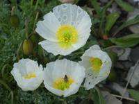 Schynige Platte Alpengarten