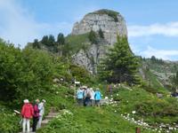 Schynige Platte Alpengarten