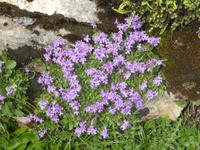 Schynige Platte Alpengarten