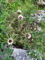 Wanderung auf der Schwägalp (Silberdistel)