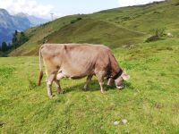 Engelberg, Wanderung entlang des Blumenweges