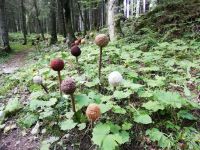 Engelberg, entlang des Blumenweges