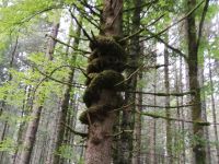 Engelberg, Wanderung entlang des Blumenweges