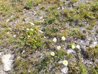 Zermatt, Rothorn, Wanderung entlang des Blumenweges