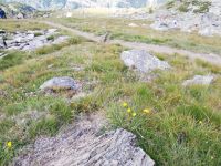 Zermatt, Rothorn, Wanderung entlang des Blumenweges