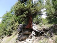 Zermatt, Rothorn, Wanderung entlang des Blumenweges
