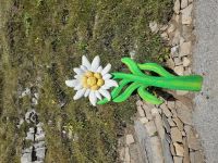 Zu Besuch auf der Schynige Platte