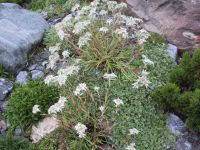 040 Berghotel Schatzalp - Alpengarten