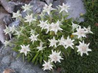 041 Berghotel Schatzalp - Alpengarten