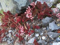042 Berghotel Schatzalp - Alpengarten