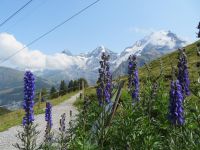 120 Allmendhubel - Flower Trail