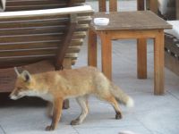 151 Berghotel Trübsee - abendlicher Besuch auf der Terrasse