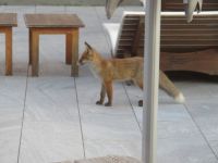152 Berghotel Trübsee - abendlicher Besuch auf der Terrasse