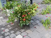 237 Stadtrundgang in  Luzern - auf dem Markt werden Kamelienzweige aus dem Tessin verkauft