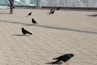 Ständige Begleiter auf dem Piulatus