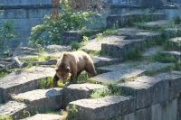 Der Namensgeber von Bern